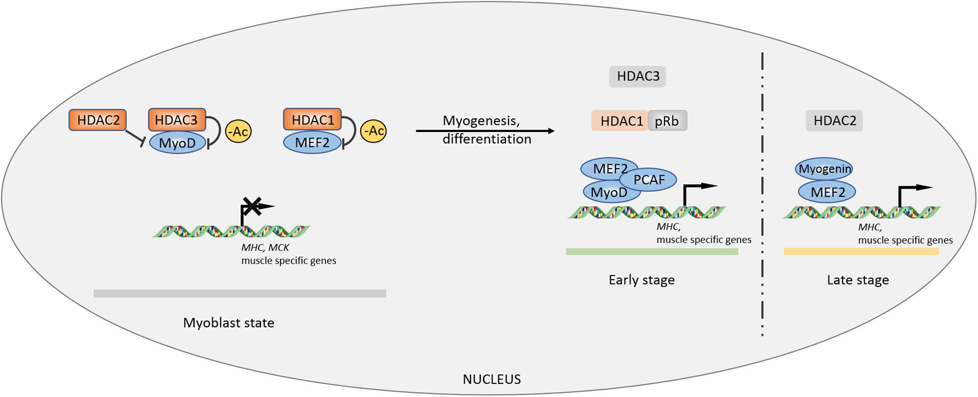 Histone Deacetylases (HDAC) Targeted Library