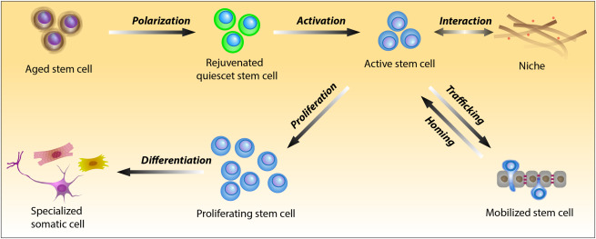 Stem Cell Modulators library
